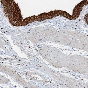 Anti-SH3D19 antibody produced in rabbit 