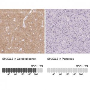 Anti-SH3GL2 antibody produced in rabbit 