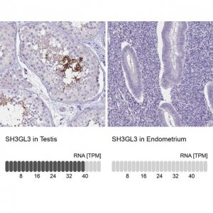 Anti-SH3GL3 antibody produced in rabbit 