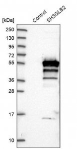 Anti-SH3GLB2 antibody produced in rabbit 