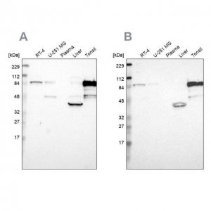 Anti-SH3KBP1 antibody produced in rabbit 