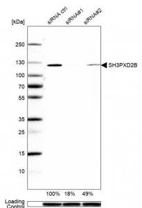 Anti-SH3PXD2B antibody produced in rabbit 