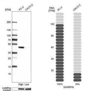 Anti-SHARPIN antibody produced in rabbit 