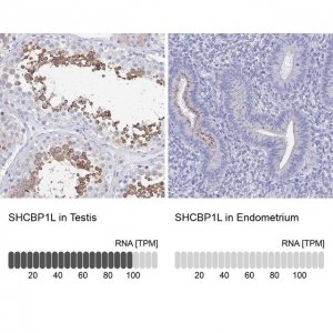 Anti-SHCBP1L antibody produced in rabbit 