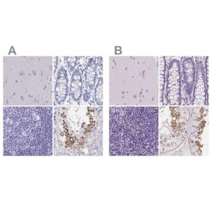 Anti-SHCBP1L antibody produced in rabbit 