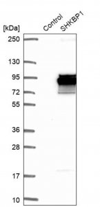 Anti-SHKBP1 antibody produced in rabbit 