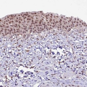 Anti-SHKBP1 antibody produced in rabbit 