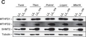 Anti-SHMT2 antibody produced in rabbit 