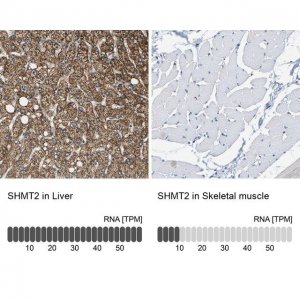 Anti-SHMT2 antibody produced in rabbit 