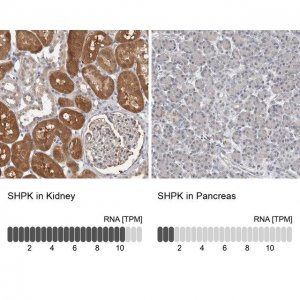 Anti-SHPK antibody produced in rabbit HPA024361-100UL