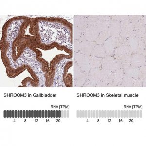 Anti-SHROOM3 antibody produced in rabbit 
