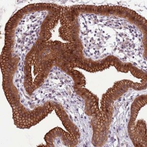 Anti-SHROOM3 antibody produced in rabbit 