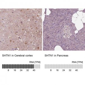Anti-SHTN1 antibody produced in rabbit HPA037942-100UL
