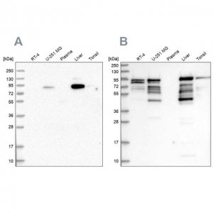 Anti-SHTN1 antibody produced in rabbit HPA037942-100UL