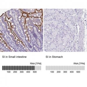 Anti-SI antibody produced in rabbit 