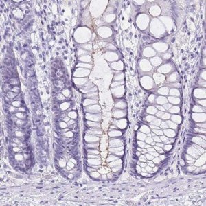 Anti-SI antibody produced in rabbit 