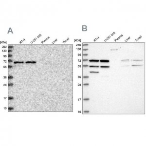 Anti-SIAE antibody produced in rabbit 