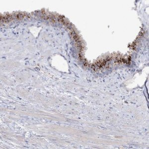 Anti-SIAE antibody produced in rabbit 
