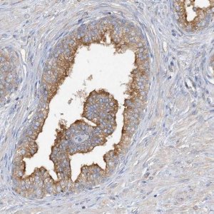 Anti-SIDT1 antibody produced in rabbit 
