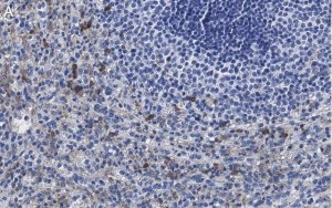 Anti-Siglec-9 Antibody, clone 3F22 ZooMAb Rabbit Monoclonal 
