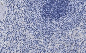 Anti-Siglec-9 Antibody, clone 3F22 ZooMAb Rabbit Monoclonal 
