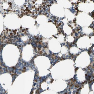 Anti-SIGLEC5 antibody produced in rabbit 