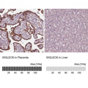 Anti-SIGLEC6 antibody produced in rabbit 