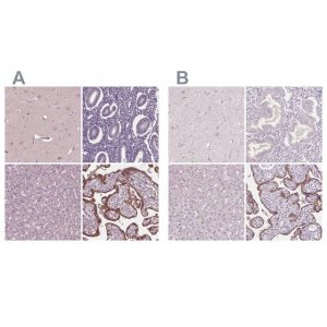 Anti-SIGLEC6 antibody produced in rabbit 