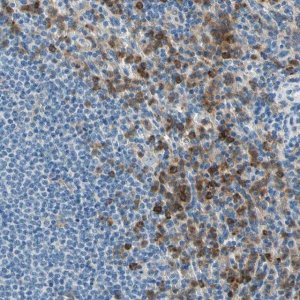 Anti-SIGLEC9 antibody produced in rabbit HPA010682-100UL