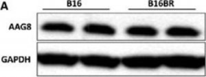 Anti-SIGMAR1 antibody produced in rabbit 