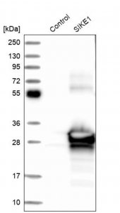Anti-SIKE1 antibody produced in rabbit 