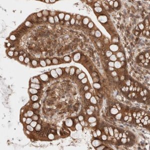 Anti-SIKE1 antibody produced in rabbit 