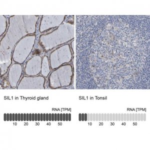 Anti-SIL1 antibody produced in rabbit 