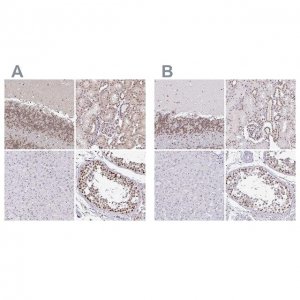 Anti-SIN3A antibody produced in rabbit 