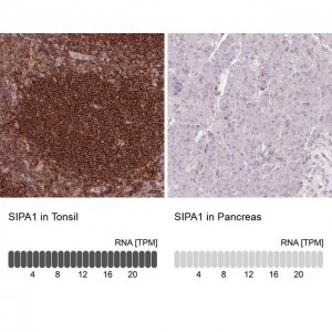 Anti-SIPA1 antibody produced in rabbit 