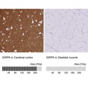 Anti-SIRPA antibody produced in rabbit HPA058511-100UL