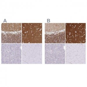 Anti-SIRPA antibody produced in rabbit HPA058511-100UL