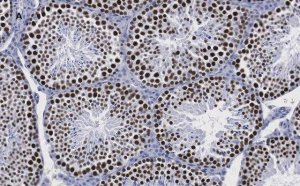 Anti-Sirt1 (Sir2) Antibody, clone 1G16, ZooMAb Rabbit Monoclonal 