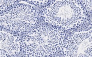 Anti-Sirt1 (Sir2) Antibody, clone 1G16, ZooMAb Rabbit Monoclonal 