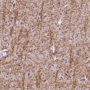 Anti-SIRT2 antibody produced in rabbit 