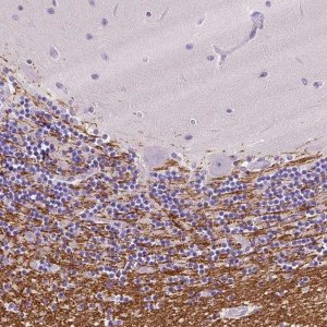 Anti-SIRT2 antibody produced in rabbit 