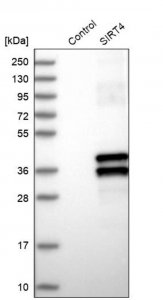 Anti-SIRT4 antibody produced in rabbit 