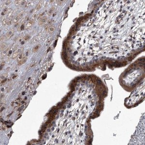 Anti-SIRT4 antibody produced in rabbit 