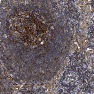 Anti-SIT1 antibody produced in rabbit 