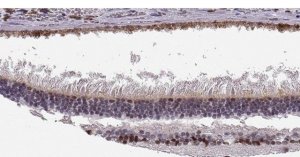Anti-SIX6 antibody produced in rabbit 