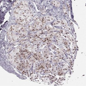 Anti-SIX6 antibody produced in rabbit 