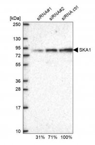 Anti-SKA1 antibody produced in rabbit HPA045495-100UL