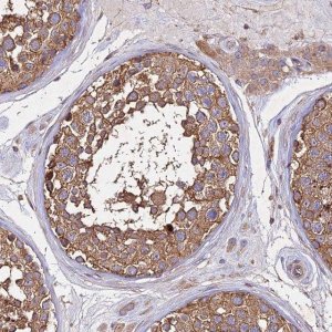 Anti-SKA1 antibody produced in rabbit HPA045495-100UL