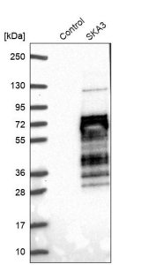 Anti-SKA3 antibody produced in rabbit 