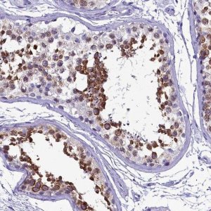 Anti-SKA3 antibody produced in rabbit 
